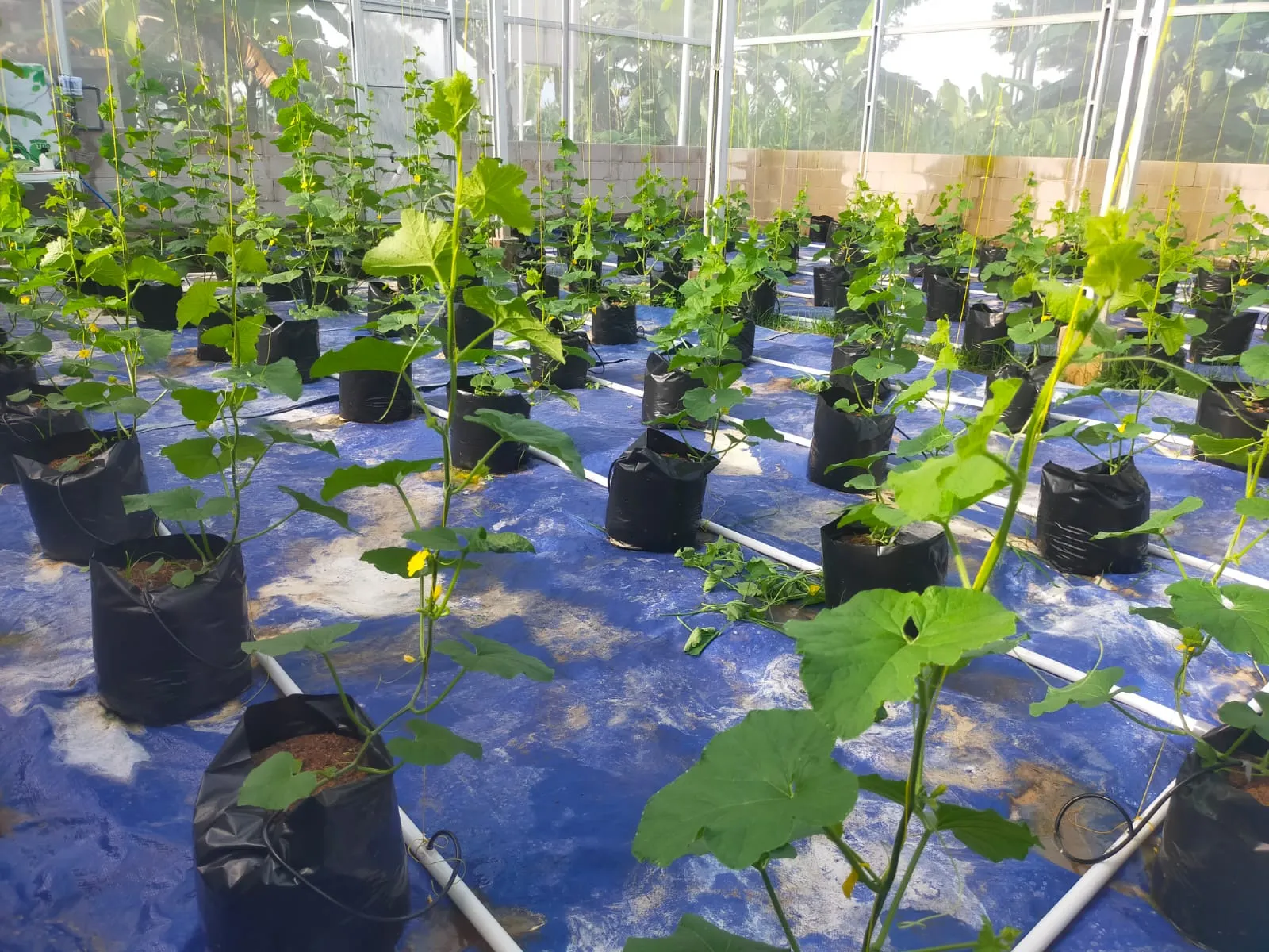 Dari Benih Jadi Buah: Greenhouse Hidroponik Karang Taruna Batursari Mulai Memasuki Masa Panen! - 3